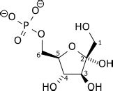 Phosphofructokinase - Wikipedia