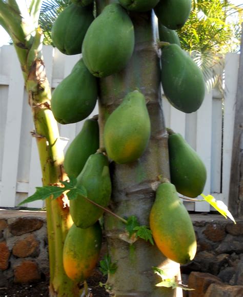 A Kitchen Garden in Kihei Maui: Growing a Papaya Plant From a Seed