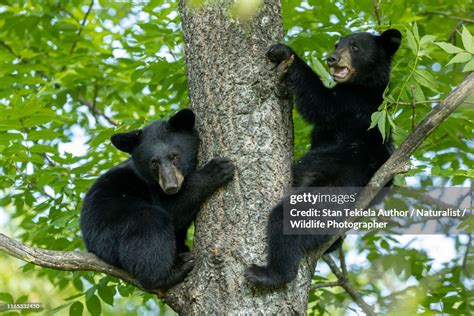 American Black Bear Cubs In Tree High-Res Stock Photo - Getty Images