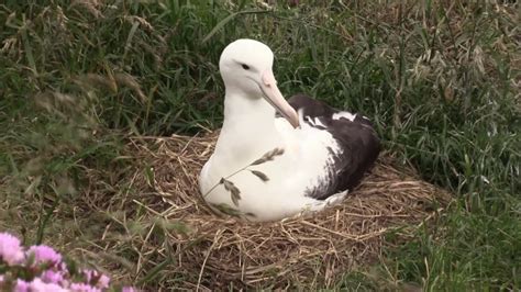 Albatross breeding season looking strong - YouTube