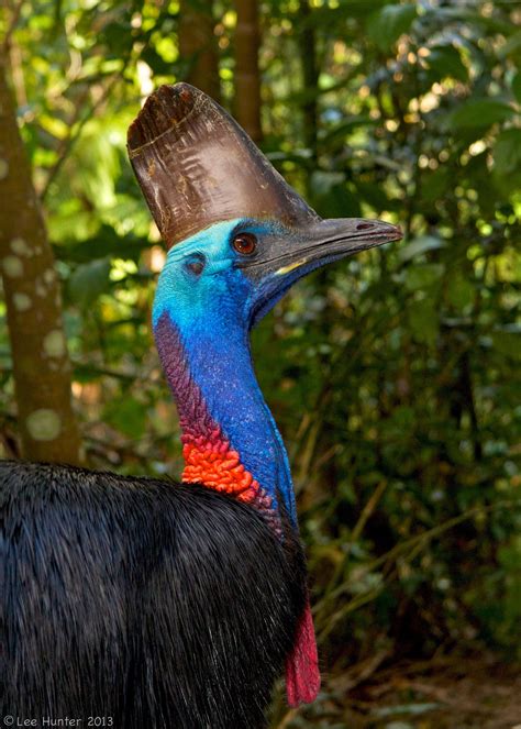 Southern Cassowary Australian Wildlife, Australian Birds, Australian ...