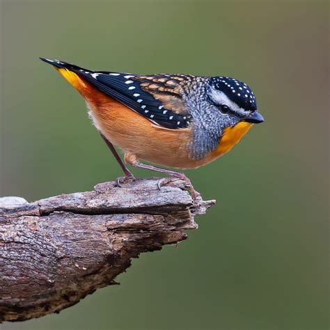 Bird – Spotted Pardalote – Barwon Bluff