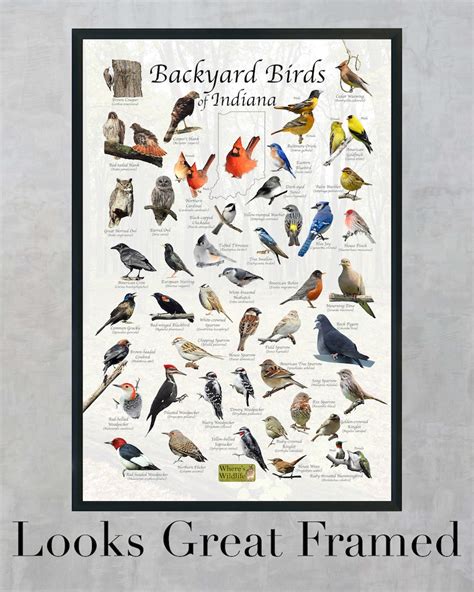 Backyard Birds of Indiana Bird Identification Poster / Bird - Etsy