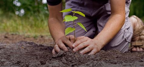 Planting saplings: Does our Environment Day start and end there ...