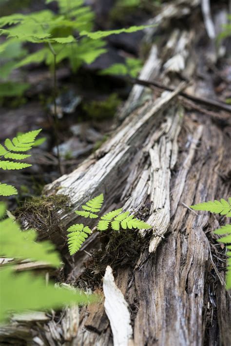 Forest Floor- Fern and Decomposition B | Forest floor, Forest, Planting flowers