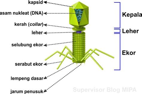 Struktur Tubuh Virus: Ukuran, Bentuk, Bagian-Bagian dan Fungsinya ...