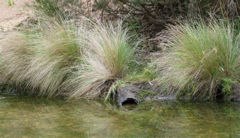 Common Tussock Grass | Biodiversity of the Western Volcanic Plains