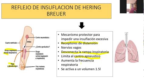 reflejo de insuflación de Hering Breuer y zonas del pulmon - YouTube