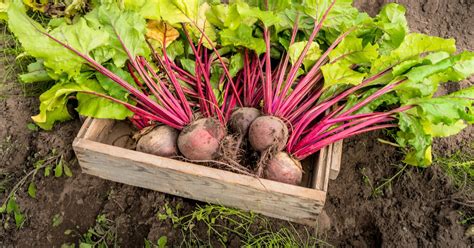 How to Plant Beetroot | HappySprout