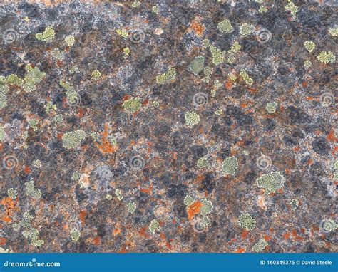 Colorful Lichen Background stock image. Image of color - 160349375