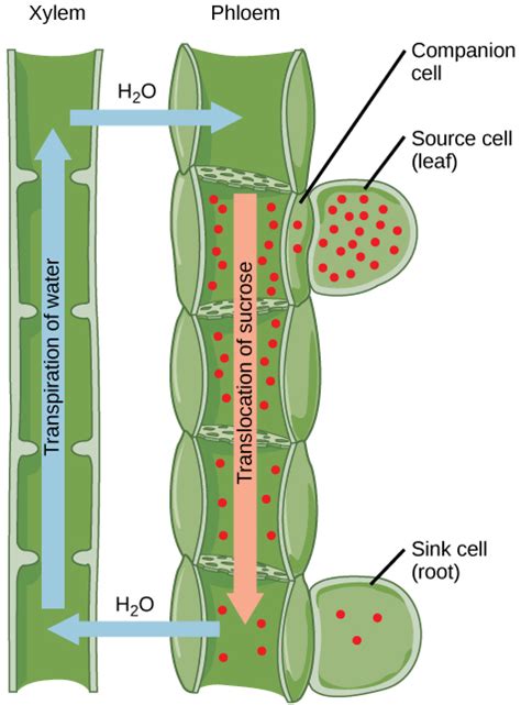 Sieve Cells Vs Sieve Tube Elements