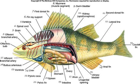 Bentuk Tubuh Ikan Dan Fungsinya - IMAGESEE