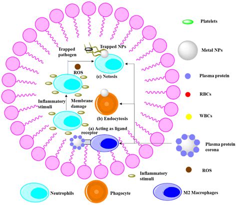 Catalysts | Free Full-Text | A Review on Green Synthesis of Nanoparticles and Their Diverse ...