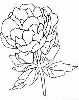 Peony Flower Line Drawing Sketch Coloring Page sketch template