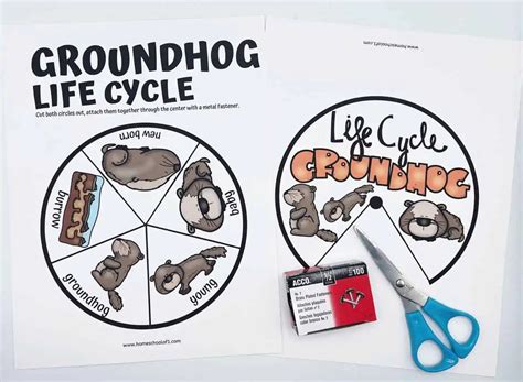 Life Cycle of a Groundhog Worksheet (8 Free Activities)