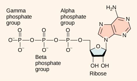 Biology 2e, The Cell, Metabolism, ATP: Adenosine Triphosphate | OpenEd CUNY