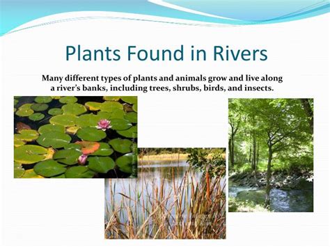 PPT - River Habitats PowerPoint Presentation - ID:2282969