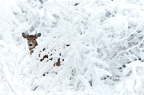 The Deer Came Out Play In The Snow - Louis Dallara Photography