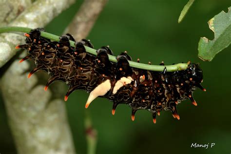 Southern Birdwing Butterfly Caterpillar : 7 Common Birdwing Caterpillar Photos | Biological ...