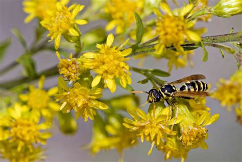 Wasp Sting: Treatment Options