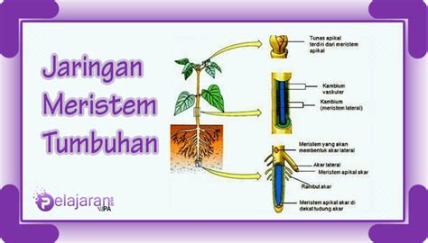 Jaringan Meristem pada Tumbuhan - Ciri-Ciri, Fungsi dan Jenisnya Lengkap dengan Penjelasannya