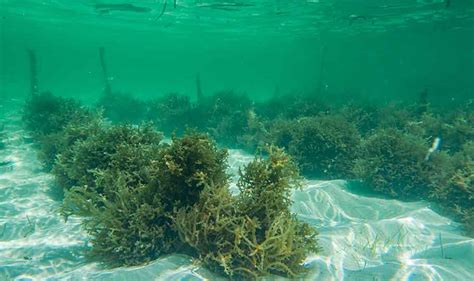 UQ Study Encourages Seaweed Farming - algaeplanet.com