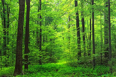 Kostenlose foto : Baum, Natur, Wald, Wandern, Sonnenlicht, Sommer ...