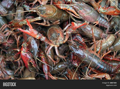 Live Crawfish Image & Photo (Free Trial) | Bigstock