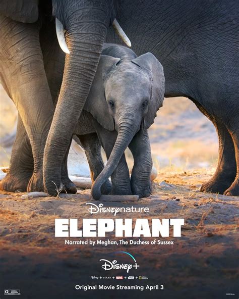 Elephant (2020) - IMDb