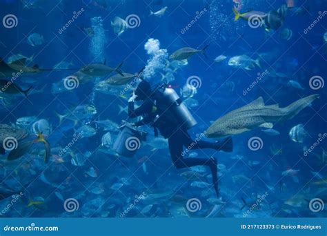 Diver fish feeding frenzy editorial stock photo. Image of aquarium ...