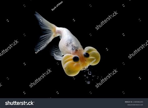 6,551 Bubble Eye Fish Images, Stock Photos & Vectors | Shutterstock