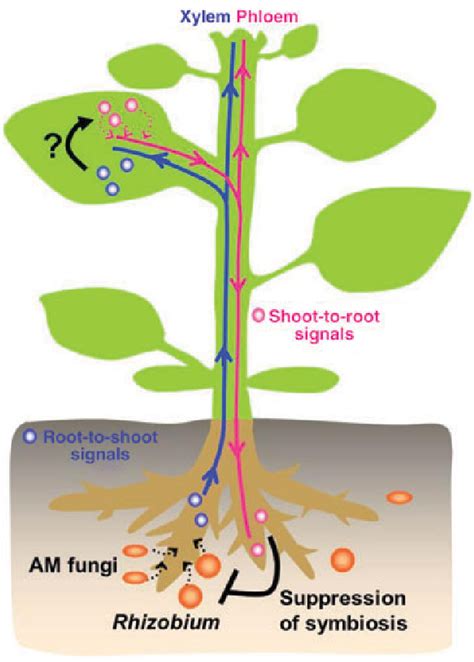 Figure 25 from The plant vascular system: evolution, development and functions. | Semantic Scholar