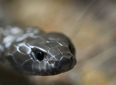 Tiger snake - Animals Around The Globe