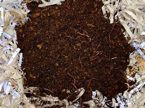 2000 Red Composting Worm Mix - SPRING SAVINGS! - Uncle Jim's Worm Farm