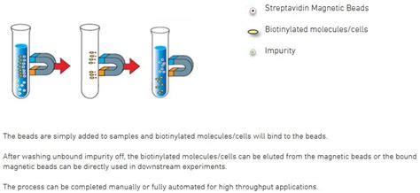 Streptavidin Paramagnetic Beads - BEAD SKIN BRIGHT