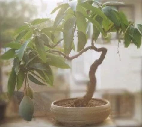 Bonsai Mango Tree Dwarf Fruiting Mango Bonsai Tree Live - Etsy UK