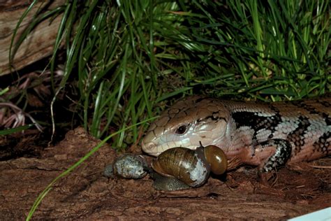 Blue Tongue Skink Food | ReptiFiles