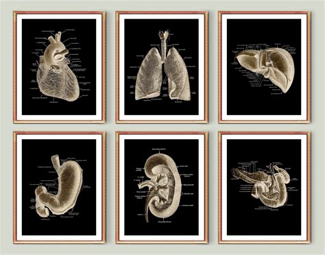 Anatomy Poster Set 6 Anatomical Organs Art Medical Decor - Etsy