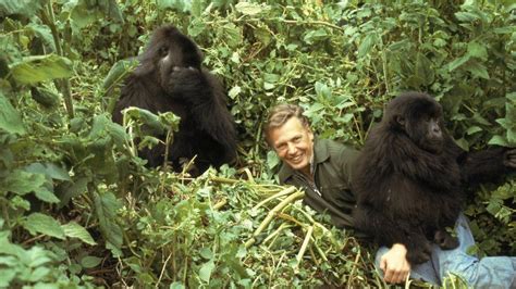 Sir David Attenborough turns CBeebies storyteller - BBC News