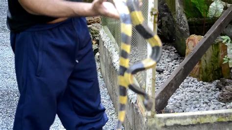 thailand snakes identification Two Step Snake - IT BITES, You Die? 🇹🇭 ...