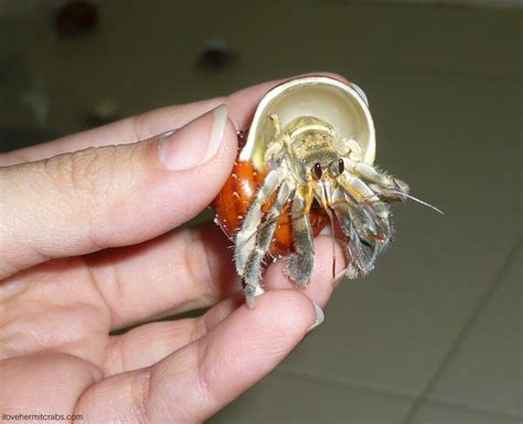 Hermit Crab Molting