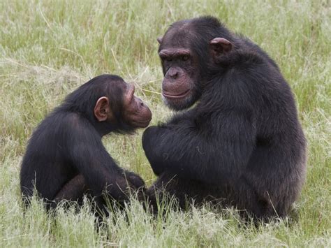 Gorillas, chimps fighting for survival, U.N. says - CBS News