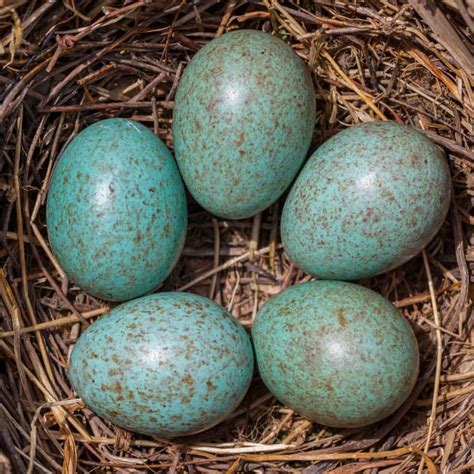 Blackbird Eggs - GardenBird