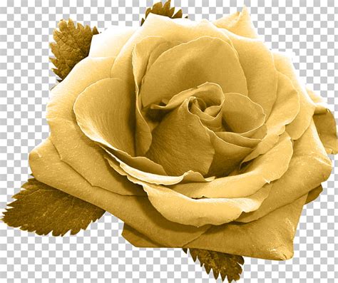 Free Gold Roses Cliparts, Download Free Gold Roses Cliparts png images, Free ClipArts on Clipart ...