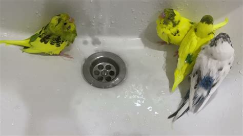 Budgie babies take their first ever bath - YouTube