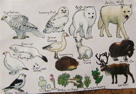 Tundra Animals Names