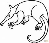 Anteater 16 coloring page  Free Printable Coloring Pages sketch template