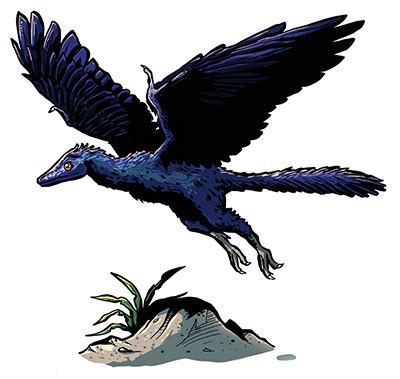 Archaeopteryx: History, Facts, Size, Habitat, Classification & Much ...