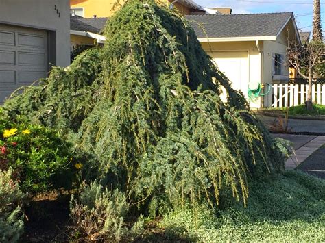 Trees of Santa Cruz County: Dwarf and Weeping Conifers