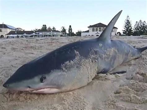 Shark found washed up on Bondi Beach | Nova 969